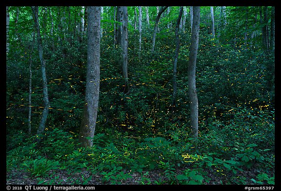 Fireflies light trails over steep hill, Elkmont, Tennessee. Great Smoky Mountains National Park (color)