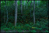 Fireflies light trails over steep hill, Elkmont, Tennessee. Great Smoky Mountains National Park ( color)