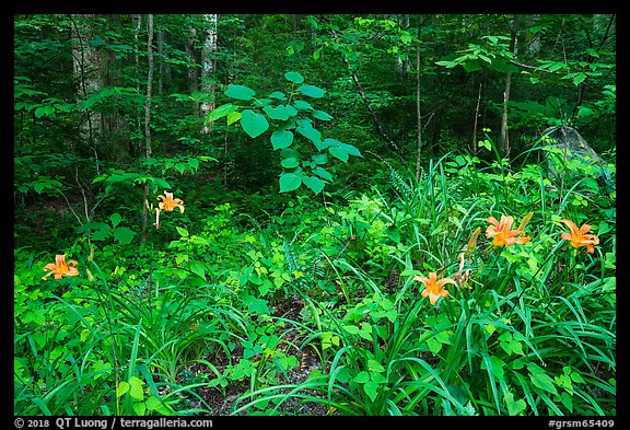 Ditch Lilies ((hemerocallis fulv) in lush forest, Elkmont, Tennessee. Great Smoky Mountains National Park (color)