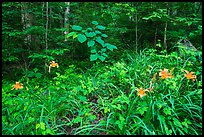 Ditch Lilies ((hemerocallis fulv) in lush forest, Elkmont, Tennessee. Great Smoky Mountains National Park ( color)