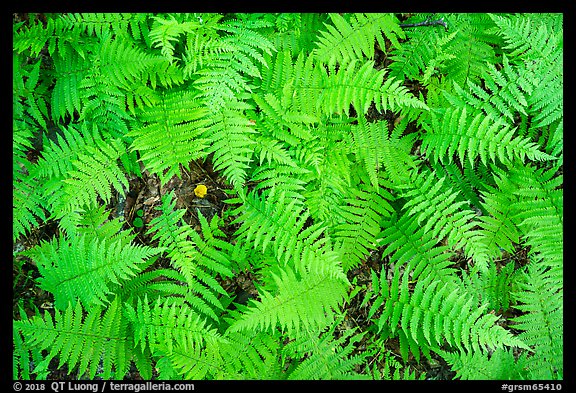 Close-up of ferns, Elkmont, Tennessee. Great Smoky Mountains National Park, USA.