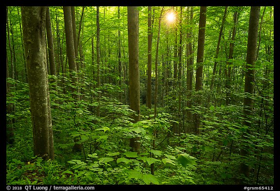 Forest with sunstar, Elkmont, Tennessee. Great Smoky Mountains National Park (color)