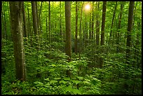 Forest with sunstar, Elkmont, Tennessee. Great Smoky Mountains National Park ( color)