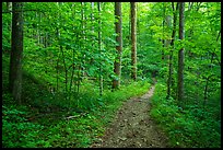 Jakes Creek Trail, Tennessee. Great Smoky Mountains National Park ( color)