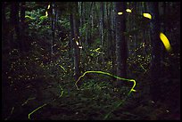 Light trails of Synchronous and Blue Ghost fireflies, Elkmont, Tennessee. Great Smoky Mountains National Park ( color)