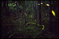 Light trails of Synchronous and Blue Ghost fireflies, Elkmont, Tennessee. Great Smoky Mountains National Park, USA.