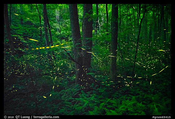 Light trails of Synchronous fireflies, Elkmont, Tennessee. Great Smoky Mountains National Park (color)