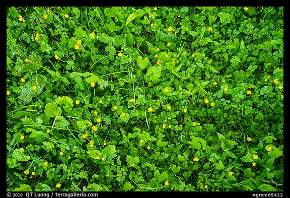 Close-up of clover and wildflowers, North Carolina. Great Smoky Mountains National Park (color)