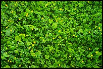 Close-up of clover and wildflowers, North Carolina. Great Smoky Mountains National Park, USA.