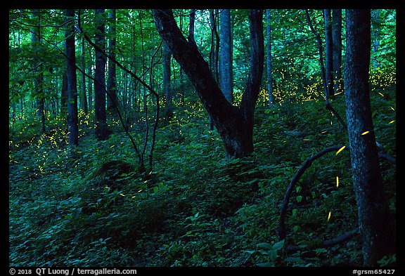 Synchronous fireflies (Photinus carolinus), early evening, Elkmont, Tennessee. Great Smoky Mountains National Park, USA.