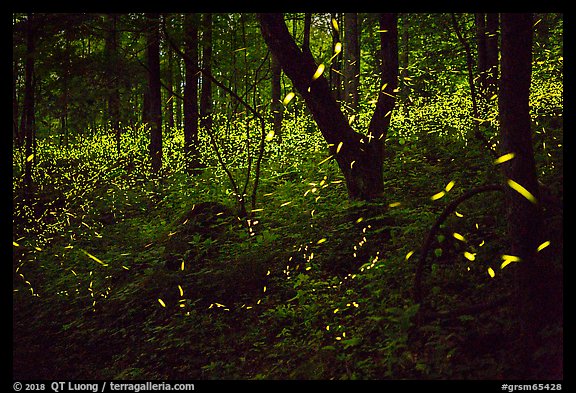 Synchronous lightning bugs (Photinus carolinus), late evening, Elkmont, Tennessee. Great Smoky Mountains National Park, USA.