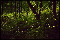 Synchronous lightning bugs (Photinus carolinus), late evening, Elkmont, Tennessee. Great Smoky Mountains National Park ( color)