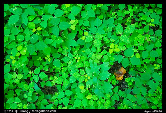 Close-up of forest floor, Little River, Tennessee. Great Smoky Mountains National Park (color)