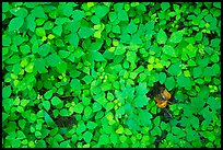 Close-up of forest floor, Little River, Tennessee. Great Smoky Mountains National Park ( color)