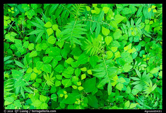 Close-up of ferns and leaves on forest floor, Little River, Tennessee. Great Smoky Mountains National Park (color)