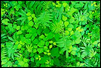 Close-up of ferns and leaves on forest floor, Little River, Tennessee. Great Smoky Mountains National Park ( color)