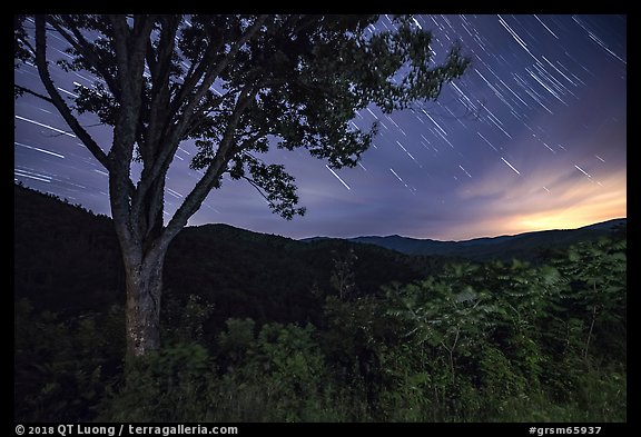 Tree and star trails, Cataloochee Overlook, Tennessee. Great Smoky Mountains National Park (color)