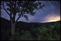 Tree and star trails, Cataloochee Overlook, Tennessee. Great Smoky Mountains National Park ( color)
