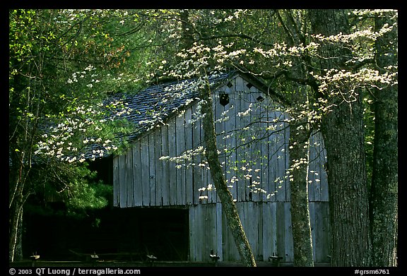 Historical barn with flowering dogwood in spring, Cades Cove, Tennessee. Great Smoky Mountains National Park, USA.