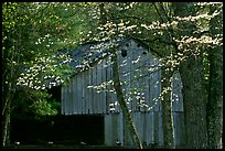 Historical barn with flowering dogwood in spring, Cades Cove, Tennessee. Great Smoky Mountains National Park, USA.
