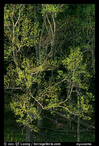 Tree in early spring foliage, Cades Cove, Tennessee. Great Smoky Mountains National Park, USA.