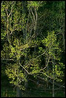 Tree in early spring foliage, Cades Cove, Tennessee. Great Smoky Mountains National Park, USA.