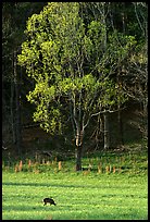 Deer in meadow and forest, Cades Cove, Tennessee. Great Smoky Mountains National Park, USA. (color)