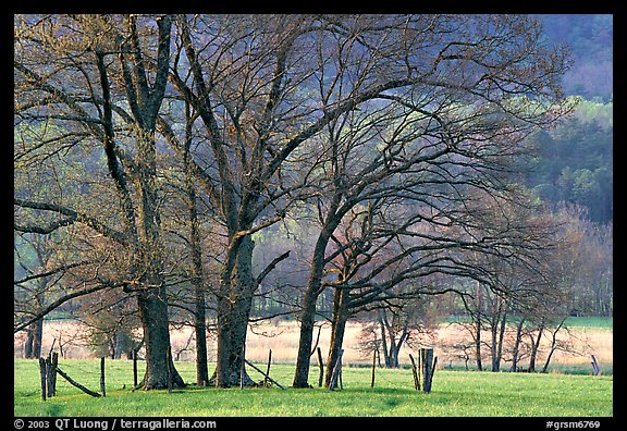 Trees in fenced meadow, early spring, Cades Cove, Tennessee. Great Smoky Mountains National Park, USA.