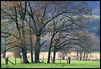 Trees in fenced meadow, early spring, Cades Cove, Tennessee. Great Smoky Mountains National Park, USA. (color)