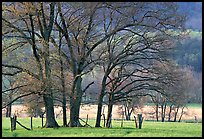 Trees in fenced meadow, early spring, Cades Cove, Tennessee. Great Smoky Mountains National Park, USA.