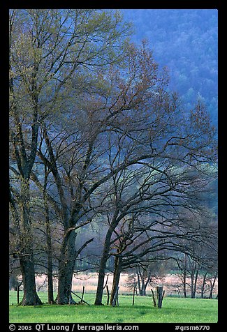 Meadow with trees in early spring, Cades Cove, Tennessee. Great Smoky Mountains National Park, USA.