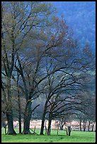 Meadow with trees in early spring, Cades Cove, Tennessee. Great Smoky Mountains National Park, USA.