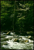Sunlit Little River and dogwood tree in bloom, early morning, Tennessee. Great Smoky Mountains National Park ( color)