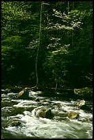 Sunlit Little River and dogwood tree in bloom, early morning, Tennessee. Great Smoky Mountains National Park, USA.