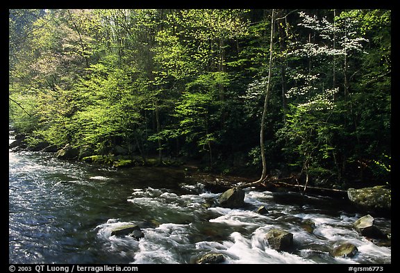 Sunlit Little River in the spring, early morning, Tennessee. Great Smoky Mountains National Park, USA.