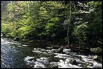 Sunlit Little River in the spring, early morning, Tennessee. Great Smoky Mountains National Park ( color)