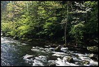 Sunlit Little River in the spring, early morning, Tennessee. Great Smoky Mountains National Park, USA.