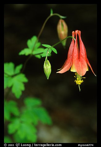 Red Columbine (Aquilegia candensis) close-up, Tennessee. Great Smoky Mountains National Park, USA.