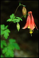 Red Columbine (Aquilegia candensis) close-up, Tennessee. Great Smoky Mountains National Park, USA.