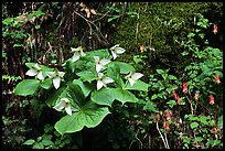 White trillium and columbine, Tennessee. Great Smoky Mountains National Park, USA.