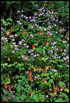 Blue forget-me-nots and Red Columbine, Tennessee. Great Smoky Mountains National Park, USA.