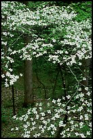 Dogwood tree with white blooms, Tennessee. Great Smoky Mountains National Park, USA.