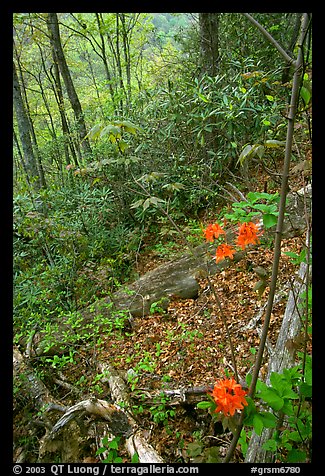Flame Azaleas along Laurel Falls trail, Tennessee. Great Smoky Mountains National Park (color)
