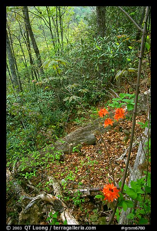 Flame Azaleas along Laurel Falls trail, Tennessee. Great Smoky Mountains National Park, USA.