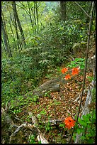 Flame Azaleas along Laurel Falls trail, Tennessee. Great Smoky Mountains National Park, USA.