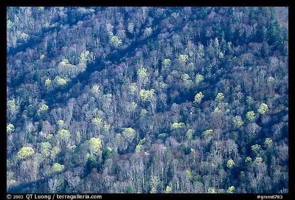 Distant hillside with newly leafed trees, North Carolina. Great Smoky Mountains National Park, USA.