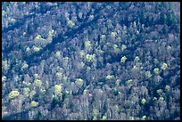 Distant hillside with newly leafed trees, North Carolina. Great Smoky Mountains National Park, USA.