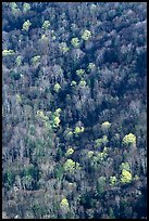 Distant mountain slope with partly leafed trees, North Carolina. Great Smoky Mountains National Park ( color)