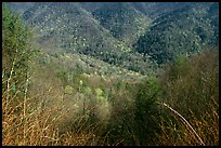 Shrubs and hillside, North Carolina. Great Smoky Mountains National Park ( color)