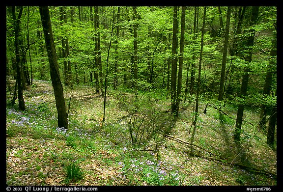 Sunny forest with blue flowers on floor, Big Cove, North Carolina. Great Smoky Mountains National Park (color)